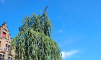 1752254911_thumb