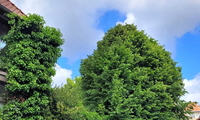 1752260378_thumb